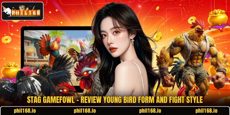 Stag Gamefowl - Review Young Bird Form And Fight Style